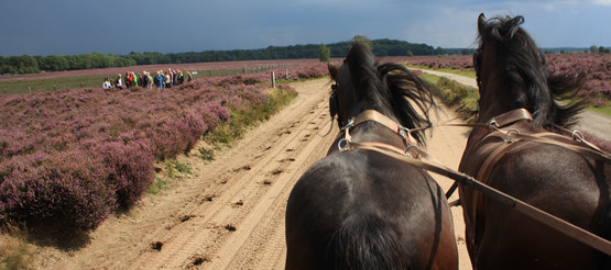 huifkarren-huifkartocht-veluwe-gelderland huifkarren-huifkartocht-veluwe-gelderland