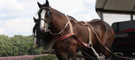 huifkar-huren-otterlo huifkar-huren-otterlo