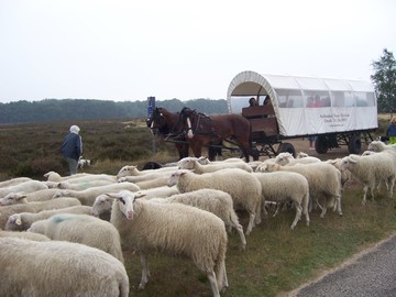 huifkartocht langs schapen veluwe gelderland huifkartocht langs schapen veluwe gelderland