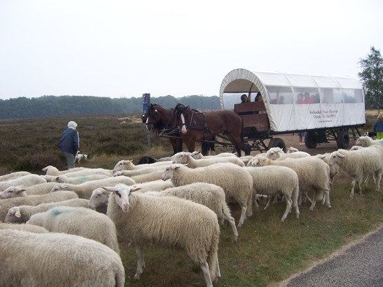 huifkartocht langs schapen veluwe gelderland huifkartocht langs schapen veluwe gelderland
