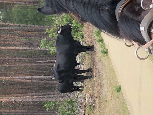 huifkartocht stieren huifkartocht stieren